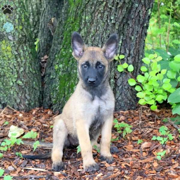 Lily, Belgian Malinois Puppy