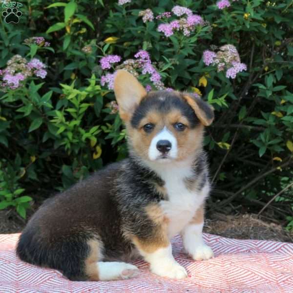 Lily, Pembroke Welsh Corgi Puppy