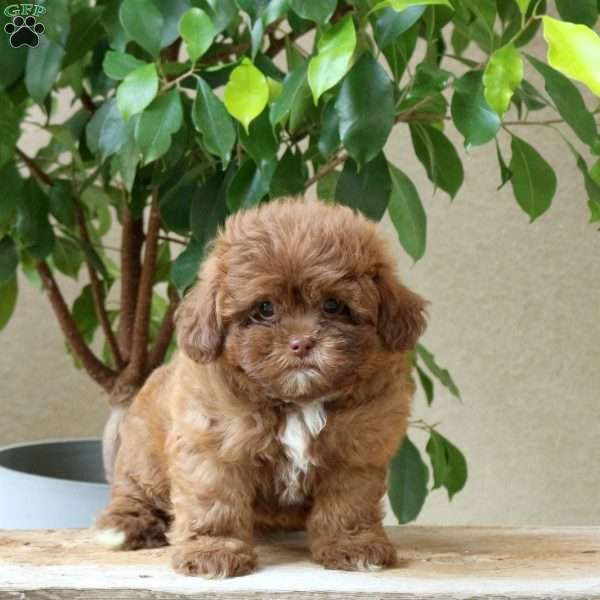 Lily, Shih-Poo Puppy