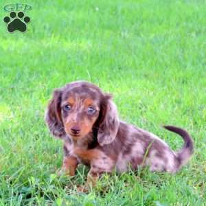 Lily, Dachshund Puppy