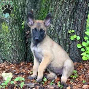 Lily, Belgian Malinois Puppy