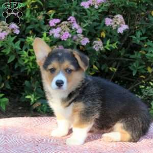 Lily, Pembroke Welsh Corgi Puppy