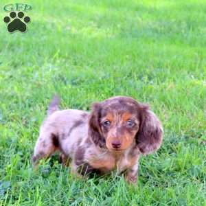 Lily, Dachshund Puppy