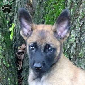Lily, Belgian Malinois Puppy