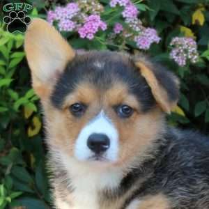 Lily, Pembroke Welsh Corgi Puppy