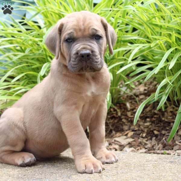 Lincoln, Cane Corso Puppy