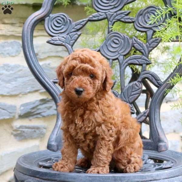 Lincoln, Toy Poodle Puppy