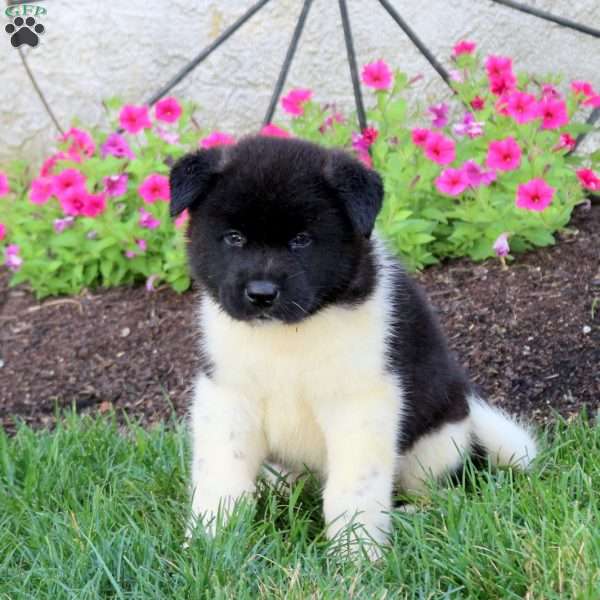 Lincoln, Akita Puppy