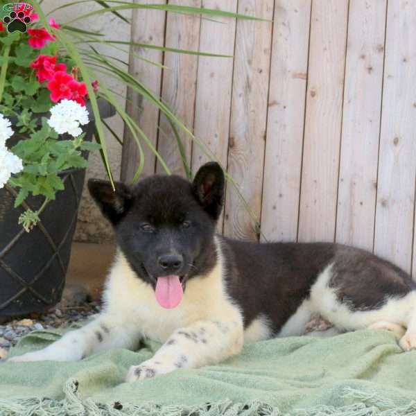Lincoln, Akita Puppy