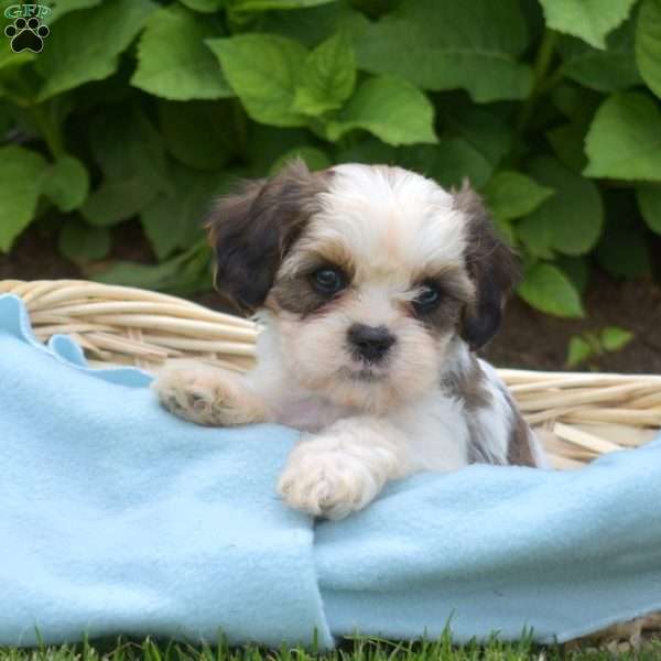 Lincoln, Cava-Tzu Puppy