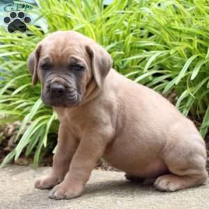 Lincoln, Cane Corso Puppy