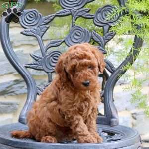 Lincoln, Toy Poodle Puppy