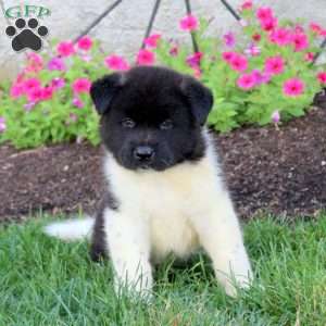 Lincoln, Akita Puppy