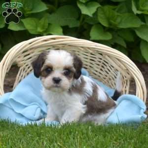 Lincoln, Cava-Tzu Puppy