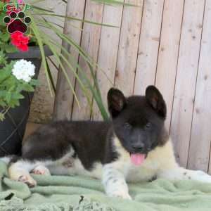 Lincoln, Akita Puppy