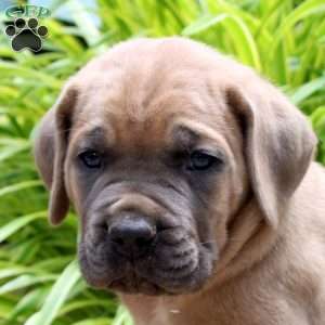 Lincoln, Cane Corso Puppy