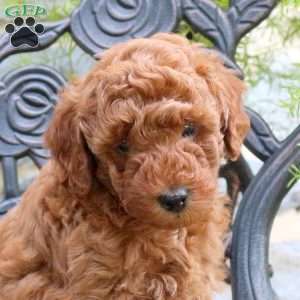 Lincoln, Toy Poodle Puppy