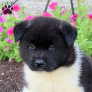 Lincoln, Akita Puppy