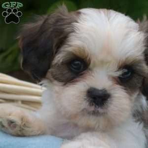 Lincoln, Cava-Tzu Puppy