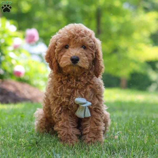 Linford, Cockapoo Puppy