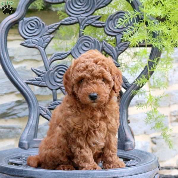 Linus, Toy Poodle Puppy