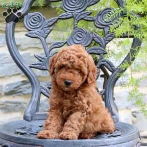 Linus, Toy Poodle Puppy