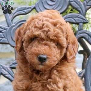 Linus, Toy Poodle Puppy