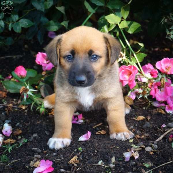 Linus, Welsh Corgi Mix Puppy