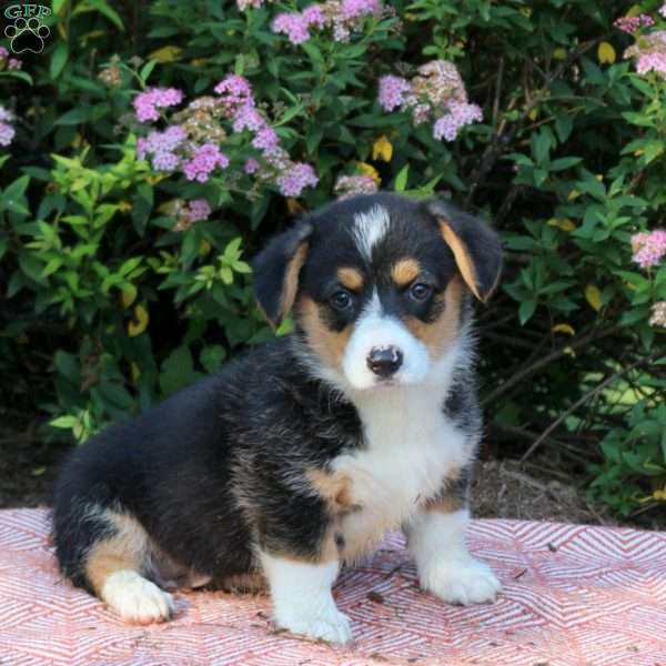Lisa, Pembroke Welsh Corgi Puppy