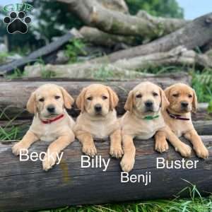 Benji, Fox Red Labrador Retriever Puppy