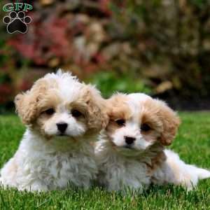 Fancy, Cavachon Puppy