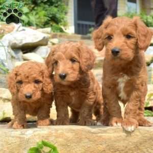 Tucker-F1bb, Mini Goldendoodle Puppy