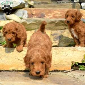 Tucker-F1bb, Mini Goldendoodle Puppy
