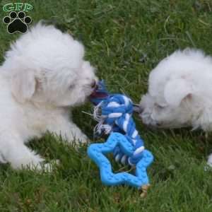Pip, Maltese Puppy