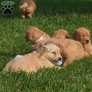 Sophie, Golden Retriever Puppy