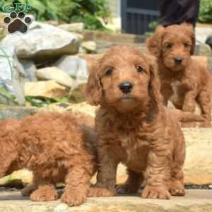 Tucker-F1bb, Mini Goldendoodle Puppy