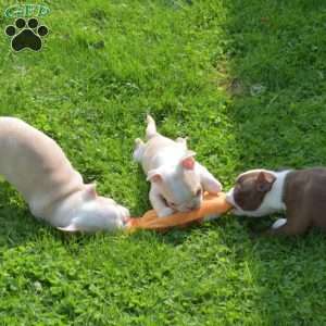 Anchor, Boston Terrier Puppy