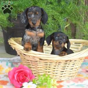 Latte, Dachshund Puppy