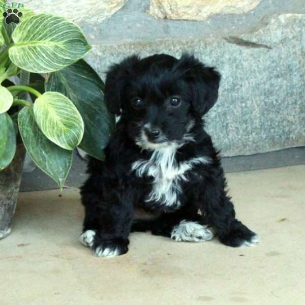 Lizzie, Yorkie Poo Puppy