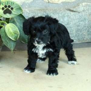 Lizzie, Yorkie Poo Puppy