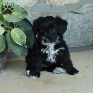 Lizzie, Yorkie Poo Puppy