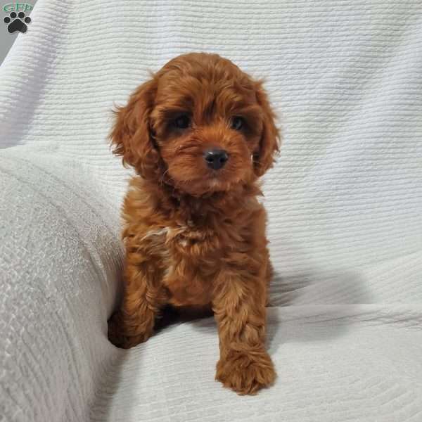 Lizzie, Cavapoo Puppy