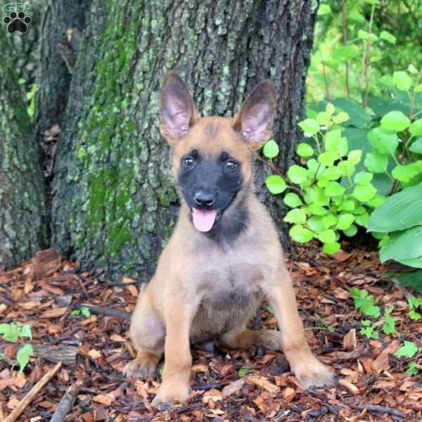 Logan, Belgian Malinois Puppy