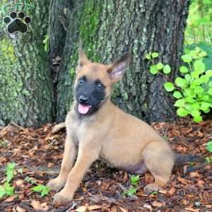 Logan, Belgian Malinois Puppy