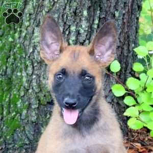 Logan, Belgian Malinois Puppy