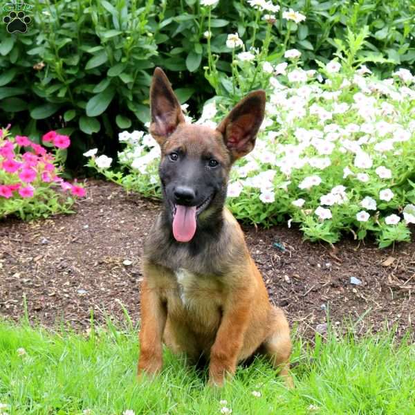 Loki, Belgian Malinois Puppy