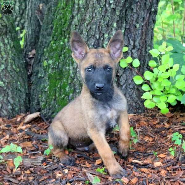 Loki, Belgian Malinois Puppy