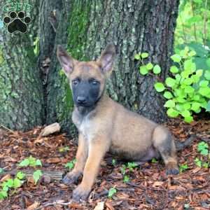 Loki, Belgian Malinois Puppy