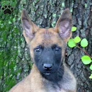 Loki, Belgian Malinois Puppy