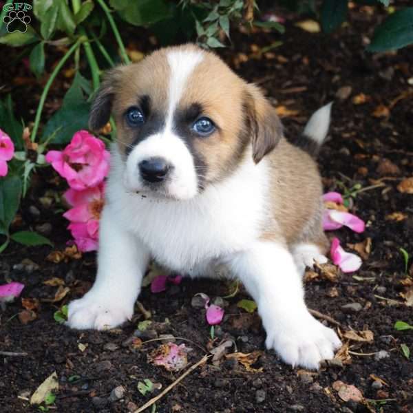 Loki, Welsh Corgi Mix Puppy